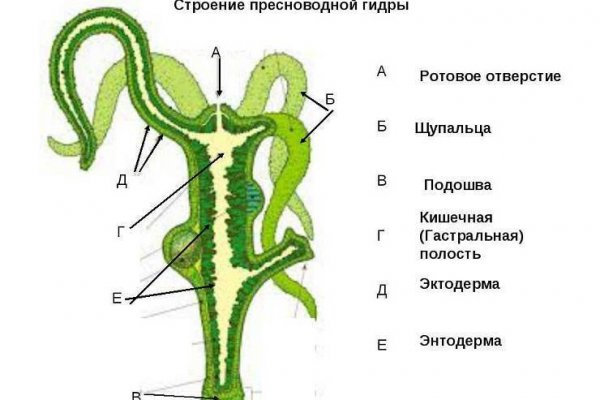 Почему не заходит на кракен